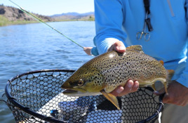 Delta Ebro Fishing